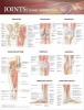 Joints of the Lower Extremities Anatomical Chart (Wallchart) - Anatomical Chart Company Photo