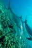 Dolphins Patrolling the Ocean Reef - Blank 150 Page Lined Journal for Your Thoughts, Ideas, and Inspiration (Paperback) - Unique Journal Photo