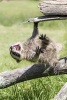 Raccoon Hanging on a Log Journal - 150 Page Lined Notebook/Diary (Paperback) - Cool Image Photo