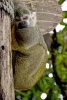 Capuchin Monkey Napping, for the Love of Animals - Blank 150 Page Lined Journal for Your Thoughts, Ideas, and Inspiration (Paperback) - Unique Journal Photo