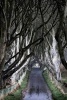 The Dark Hedges Northern Ireland Journal - 150 Page Lined Notebook/Diary (Paperback) - Cs Creations Photo