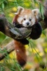 A Cute Baby Red Panda in a Tree - Blank 150 Page Lined Journal for Your Thoughts, Ideas, and Inspiration (Paperback) - Unique Journal Photo