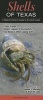 Shells of Texas - A Beachcomber's Guide to the Gulf Coast (Poster) - Jeanne L Murphy Photo