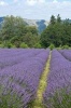 Purple Lavender Flower Fields in Oregon USA Journal - 150 Page Lined Notebook/Diary (Paperback) - Cs Creations Photo