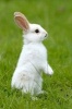 White Rabbit in the Grass Journal - 150 Page Lined Notebook/Diary (Paperback) - Cool Image Photo