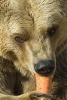 Brown Bear Eating a Carrot Journal - 150 Page Lined Notebook/Diary (Paperback) - Cool Image Photo