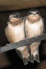 Two Juvenile Barn Swallows Bird Journal - 150 Page Lined Notebook/Diary (Paperback) - Cs Creations Photo