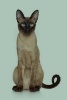 Siamese -  Cat Journal/Notebook/Diary (Paperback) - Artified Pets Photo