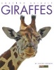 Giraffes (Paperback) - Valerie Bodden Photo