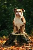 English Bulldog Sitting on a Tree Stump Journal - 150 Page Lined Notebook/Diary (Paperback) - Cs Creations Photo