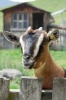 Goat Looking Over a Fence Journal - 150 Page Lined Notebook/Diary (Paperback) - Cool Image Photo