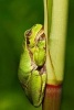 European Tree Frog (Hyla Arborea) Journal - 150 Page Lined Notebook/Diary (Paperback) - Cool Image Photo