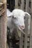 Curious White Billy Goat Peeking Through a Wooden Gate Journal - 150 Page Lined Notebook/Diary (Paperback) - Cs Creations Photo