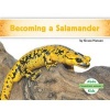 Becoming a Salamander (Hardcover) - Grace Hansen Photo