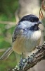 Chickadee Blank Journal (Hardcover) - Nodin Press Photo