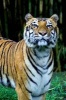 What's Up, Tiger? Journal - 150 Page Lined Notebook/Diary (Paperback) - Cool Image Photo