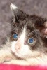 Blue Eye Kitty Journal (Paperback) - Dibiasio Publications Photo