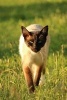 Siamese Cat Stalking You Journal - 150 Page Lined Notebook/Diary (Paperback) - Cs Creations Photo