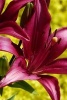 A Beautiful Red Tiger Lily in a Field, for the Love of Flowers - Blank 150 Page Lined Journal for Your Thoughts, Ideas, and Inspiration (Paperback) - Unique Journal Photo