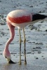 A Wild Flamingo in Chile - Blank 150 Page Lined Journal for Your Thoughts, Ideas, and Inspiration (Paperback) - Unique Journal Photo