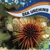 Sea Urchins (Hardcover) - Jody S Rake Photo