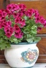 Pretty Pink Petunias in a Rustic Italian Pot Journal - 150 Page Lined Notebook/Diary (Paperback) - Cs Creations Photo