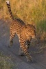 A Leopard Walking Down a Path Journal - 150 Page Lined Notebook/Diary (Paperback) - Cs Creations Photo