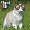 Ragdoll Cats 2017 Square (Calendar) - Inc Browntrout Publishers Photo