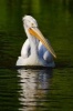 Pelican in the Water Journal - 150 Page Lined Notebook/Diary (Paperback) - Cool Image Photo