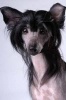 Black Chinese Crested Dog Portrait Journal - 150 Page Lined Notebook/Diary (Paperback) - Cool Image Photo