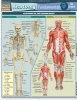 Anatomy Fundamentals (Poster) - Barcharts Photo