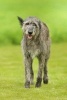 Happy Irish Wolfhound Dog Journal - 150 Page Lined Notebook/Diary (Paperback) - Cs Creations Photo