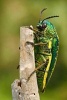 Bright Insect from Sri Lanka (Sternocera Stenicornis) Journal - 150 Page Lined Notebook/Diary (Paperback) - Cool Image Photo