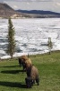 Bison in Yellowstone National Park Journal - 150 Page Lined Notebook/Diary (Paperback) - Cs Creations Photo