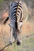 Zebra in Kruger Park South Africa Journal - 150 Page Lined Notebook/Diary (Paperback) - Cs Creations Photo