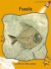 Fossils, Level 4 - Fluency (Paperback, International edition) - John Lockyer Photo