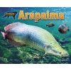 Arapaima (Hardcover) - Ellen Lawrence Photo