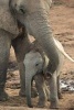 Baby African Elephant with Its Mother Journal - 150 Page Lined Notebook/Diary (Paperback) - Cool Image Photo