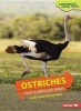 Ostriches - Fast Flightless Birds (Paperback) - Laura Hamilton Waxman Photo