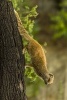 Yellow Mongoose on a Log, for the Love of Animals - Blank 150 Page Lined Journal for Your Thoughts, Ideas, and Inspiration (Paperback) - Unique Journal Photo