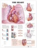 The Heart Anatomical Chart (Wallchart) - Anatomical Chart Company Photo