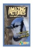 Amazing Pictures and Facts about Blue Jays - The Most Amazing Fact Book for Kids about Blue Jays (Paperback) - Mina Kelly Photo