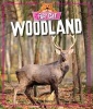 Woodland (Paperback) - Izzi Howell Photo