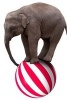 An Elephant on Top of a Ball at the Carnival - Blank 150 Page Lined Journal for Your Thoughts, Ideas, and Inspiration (Paperback) - Unique Journal Photo