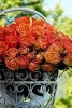 Fresh Cut Pink and Orange Roses in a Steel Basket - Blank 150 Page Lined Journal for Your Thoughts, Ideas, and Inspiration (Paperback) - Unique Journal Photo