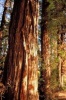 View of Bark on Redwood Trees in Balboa Park San Diego California USA Journal - 150 Page Lined Notebook/Diary (Paperback) - Cs Creations Photo