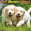 2017 Just Golden Puppies Wall Calendar (Calendar) - Willow Creek Press Photo