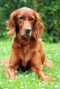 An Irish Setter Dog Journal - 150 Page Lined Notebook/Diary (Paperback) - Cs Creations Photo