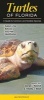 Turtles of Florida - A Guide to Common & Notable Species (Poster) - George L Heinrich Photo