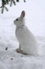 An Adorable Snowshoe Hare Lepus Americanus in Winter Journal - 150 Page Lined Notebook/Diary (Paperback) - Cs Creatiions Photo